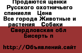 Продаются щенки Русского охотничьего спаниеля › Цена ­ 25 000 - Все города Животные и растения » Собаки   . Свердловская обл.,Бисерть п.